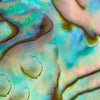 Abalone