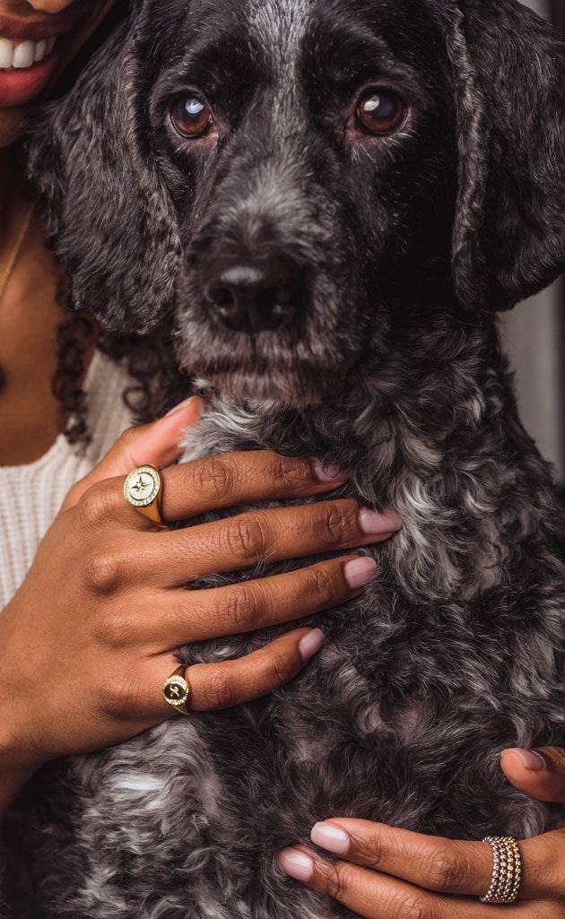 image of a dog with two signet rings and sapphire eternity rings